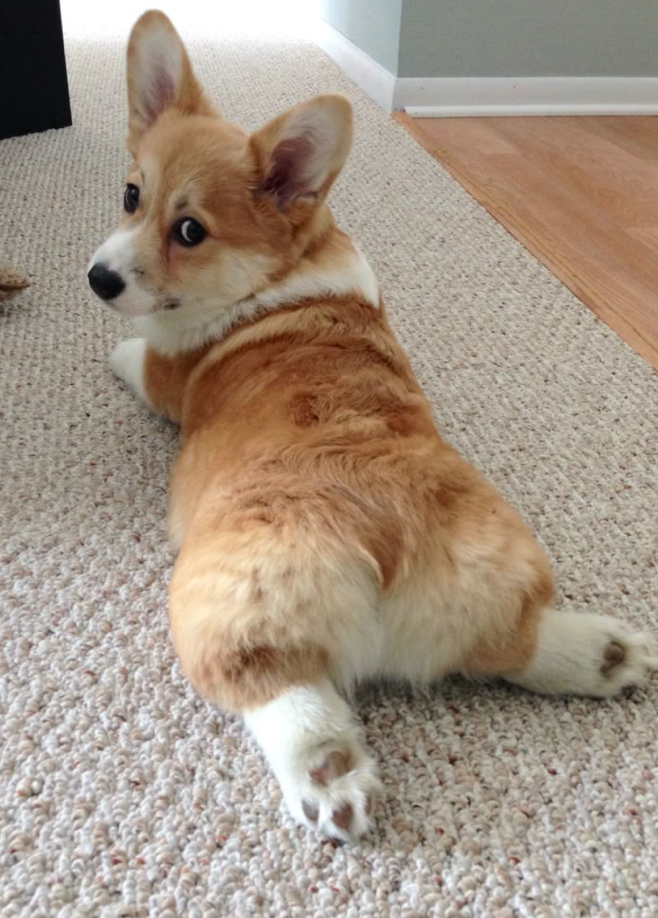 roztomilý pes corgi